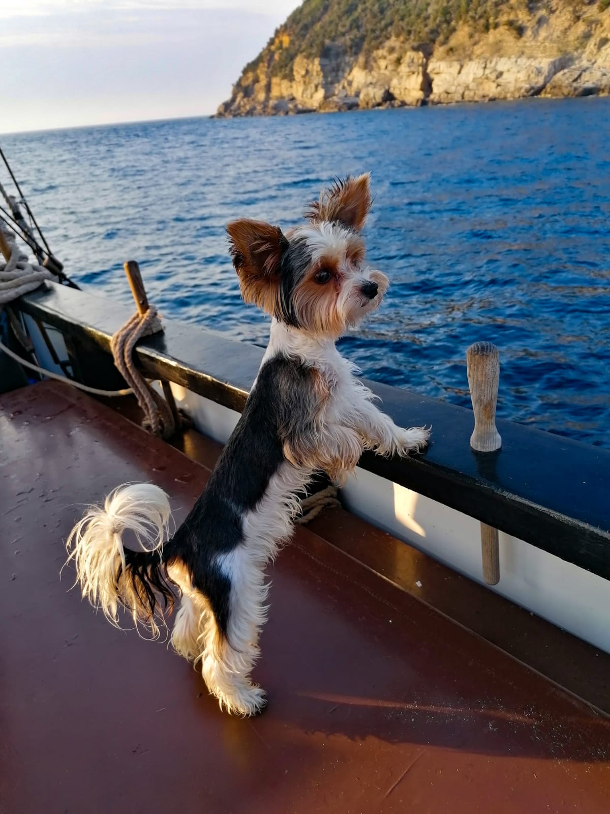 Hawkeye